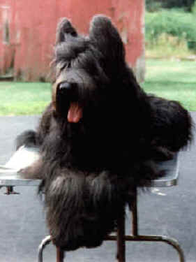 Liege lounging on his grooming table, King of all he surveys