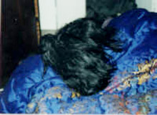 HRH Iota with head on fancy comforter