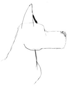 ears attached to forehead