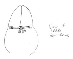 ears with string