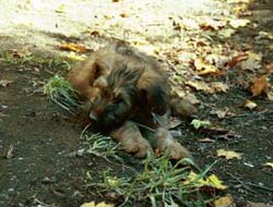 Ula with a leaf