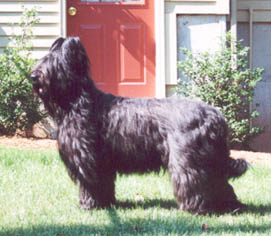 Eiledon's Luciole Repartee, guarding her yard
