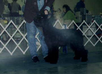 Raizel at a Puppy Match