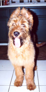 Sabaka in kitchen hoping for a treat