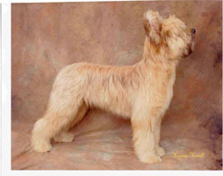 Eiledon's Tison de Lindeau at Seven Months, off lease at a show